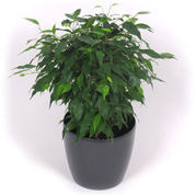 Ficus + Cache pot Anthracite